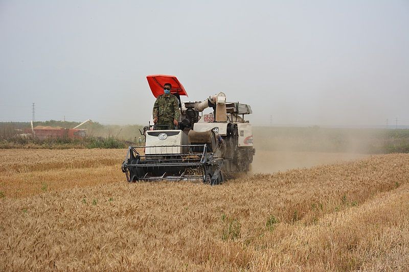 Wheat  Combine Harvester 
